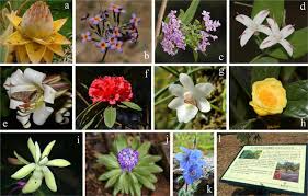 Typically you will also be able to see cards with the botanical or scientific names of flowers, plants and trees. The Role Of Botanical Gardens In Scientific Research Conservation And Citizen Science Sciencedirect