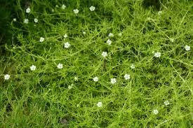 Our irish sea moss is conveniently packaged in 1/2 lb quantities. Irish Moss Kiwi Nurseries Ltd