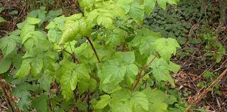 Image result for Rubus iringanus