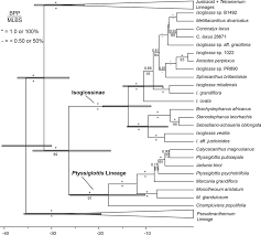 Image result for Isoglossa multinervis