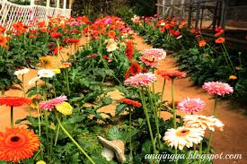 Selain itu, terdapat juga tarikan yang lain di sini. Keindahan Flora Di Cameron Highland