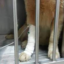 Kendall's destination for quality veterinary care. Animal Medical Centre Emergency Pet Hospital Jalan Tun Razak Kuala Lumpur Malaysia Phone Number