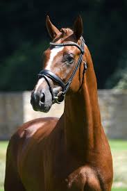 De stap is zuiver en goed tot zeer goed van ruimte met veel lichaamsgebruik. Hengste Helgstrand Dressage