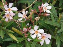 Image result for Farquharia