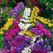Statice Mixed Colours Dry Flower Sea Lavender Limonium Sinuatum 120 Seeds Dried Flowers Flower Seeds Bulb Flowers
