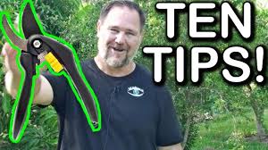 Knowing when to prune fruit trees can allow you to work with your tree's natural defences, helping them to defend themselves against any attacks from pests and diseases. 10 Tips How To Prune A Ton Of Fruit Trees Youtube Fruit Trees Prune Pruning Fruit Trees