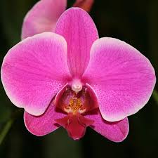 We did not find results for: Advice For Beginners On Growing Orchids As Houseplants