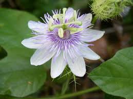 Identify 13 common lawn and garden weeds by photo and description, especially in the home garden and lawn. Passiflora Foetida Passion Flower Flowers Nature Passiflora