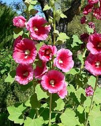 Image result for Malvaceae subfamily Grewioideae