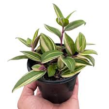 Image result for Tradescantia