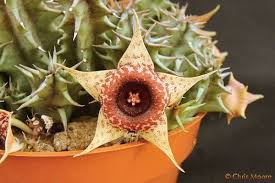 Image result for Huernia longituba