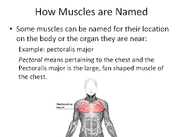 However, the muscle names often reflect something about their action, their shape, or their locations. The Muscular System Functions Of The Muscular System