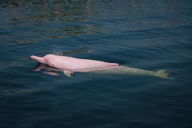 Pink Dolphin Customer Support, AI generated