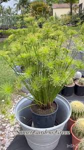 Image result for Cyperus haspan