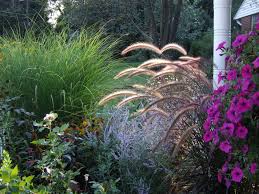 Does well in any soil from sand to clay. Types Of Ornamental Grasses Diy