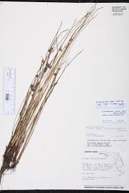 Image result for Schoenoplectus erectus