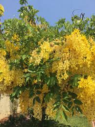 Flower color range from creamy white to bright yellow and sometimes in orange. Golden Shower Tree Not Common In La Is Thriving At A Home In Sylmar Daily News