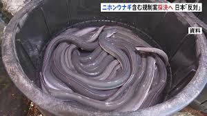 ニホンウナギ含む取引規制案きょう午後採決へ 日本は「反対」を ...