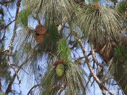 Image result for Dolichos pseudocajanus