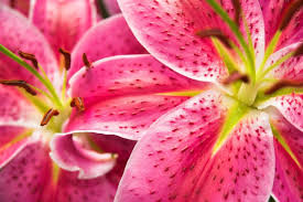 We did not find results for: 15 Gorgeous Kinds Of Lilies To Grow For A Beautiful Garden Diy Crafts