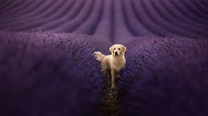 Golden retriever, golden retriever, dog, paw, sea, beach, sand. Golden Retriever Hd Wallpapers Hd Wallpapers Id 33388