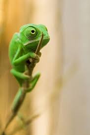 Veiled Chameleon Animals Wild Reptiles Animals