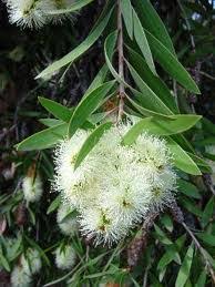 Image result for Vigna comosa