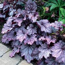 A captivating new variety of coral bells with tantalizing leaf colors that are constantly changing throughout the growing season. Heuchera Spellbound Terra Nova Nurseries Inc