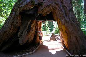 We headed straight to the visitor center to pick up interpretive guides for our saturday hikes and to ask the people that know the park the best what we should see while there. North Grove Big Trees Trail Calaveras Big Trees State Park Hikespeak Com