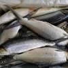 Contextual translation of ikan susu into english. Https Encrypted Tbn0 Gstatic Com Images Q Tbn And9gcskdqbpxpy3rycw38fo5 Bnzkr8gulliy6divir5c6agmr8xvs Usqp Cau
