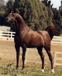 Pin On Egyptian Arabians In The Past