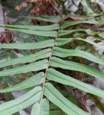Image result for Pteris