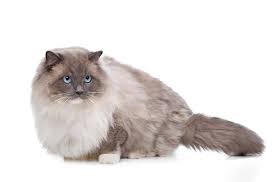 If you do not remove it for them, they will release it on their own. Ragdoll Cat Breed Information And Pictures Petguide