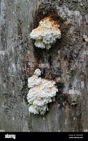 Image result for Pycnoporellus alboluteus