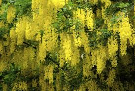 Find this pin and more on gardens galore! 18 Varieties Of Yellow Flowering Plants