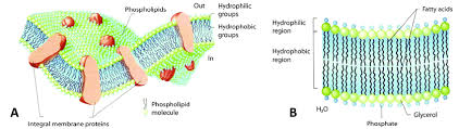 9 Schematic Structure Of A Bacterial Phospholipid Bilayer Membrane Download Scientific Diagram
