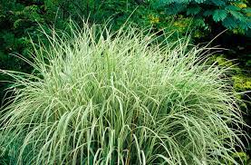 We did not find results for: 8 Best Ornamental Grasses To Add Privacy To The Garden