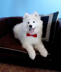 Blizzard My 3 Month Old Samoyed Puppy
