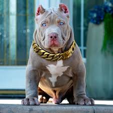 Maybe you would like to learn more about one of these? How Much Do Xl Pitbulls Cost