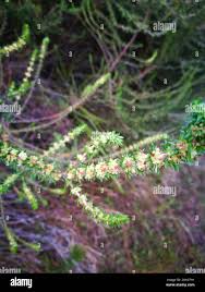 Image result for Anthospermum