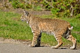 Where i grew up in central wisconsin we had lynx and bobcats roaming around and sometimes. The Ubiquitous Bobcat Images