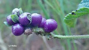 Image result for Lantana rugosa