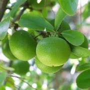 Image result for Dovyalis hispidula