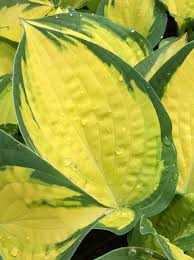 Хоста orange marmalade (hosta orange marmalade). Hosta X Cultorum Orange Marmalade Funkie Orange Marmalade