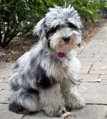 This puppy will be ideal for people with moderate or high allergies. Pin On Dogs And Puppies 1