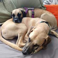 Breed Basics The Black Mouth Cur K9 Web