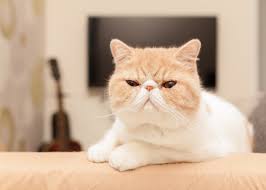 Get a ragdoll, bengal, siamese and kijiji alerts are an email notification service where kijiji users can have the newest ads sent to your email address. Kitty In Ny Blog Kitty In Ny
