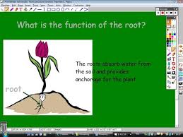 Flowering Plants Lesson 2 Roots Structure And Function Plant Lessons Botany Lessons Plant Science