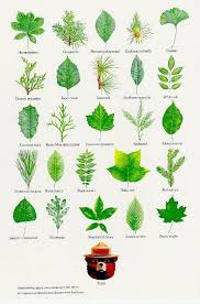 Tree Leaf Chart By Freida Tree Leaf Identification Leaf Identification Nature Posters