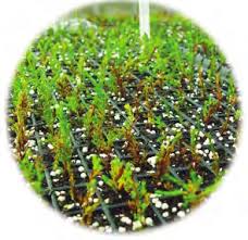 Image result for Pancovia golungensis